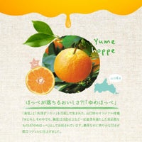 ほっぺが落ちるおいしさ？！「ゆめほっぺ」_期間限定｜ホシフルーツ フルーツパーラーの凍らせて食べるシャーベット 彩果しずく ＜バラ売り＞