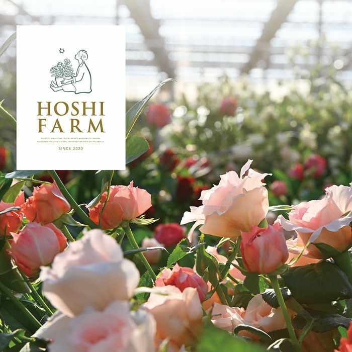 バラを育てるホシファーム
